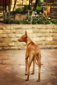 Фараонова собака: фото