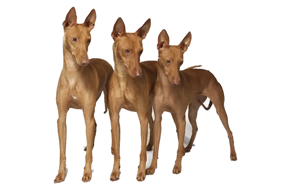 Фараоновы собаки