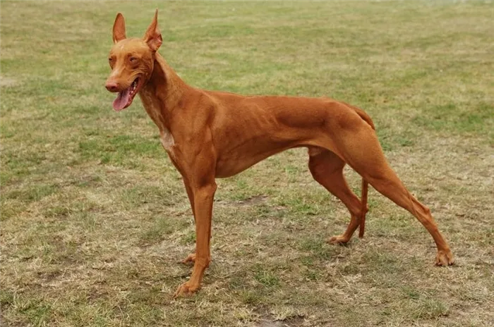 Фараонова собака стандарт породы