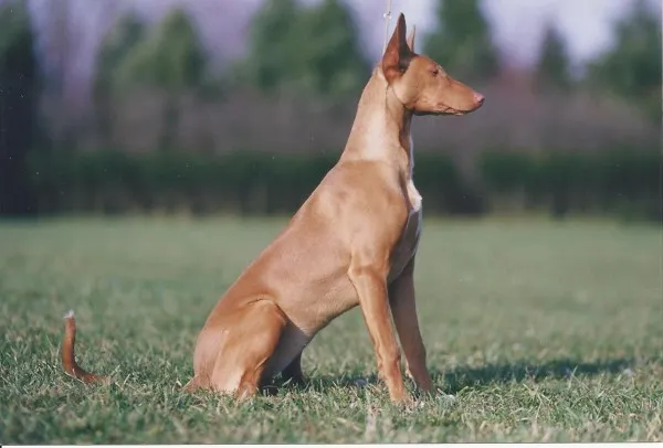 Красивое фото бегущей фараоновой собаки