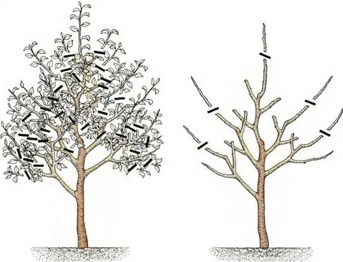 формирование кроны дерева