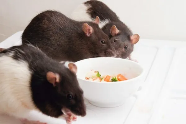 Крысы едят корм