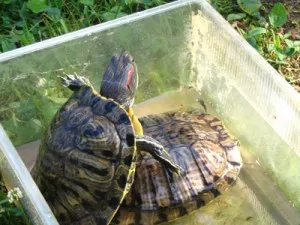 черепахи в воде