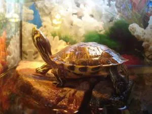 Вода для красноухих черепах в домашних условиях