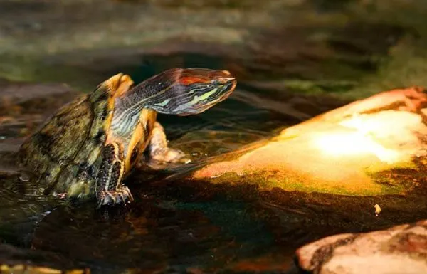 Красноухая черепаха выходит из воды погреться