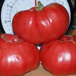 Мясистые и сладкие плоды к вашему столу – томат 