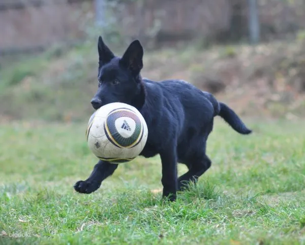 Чёрная немецкая овчарка с мячом