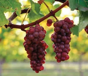 Описание и характеристика винограда сорта Пино Гриджио, плюсы и минусы, выращивание
