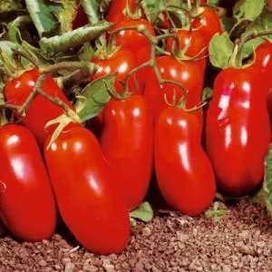 Подарок для начинающих огородников - томат 