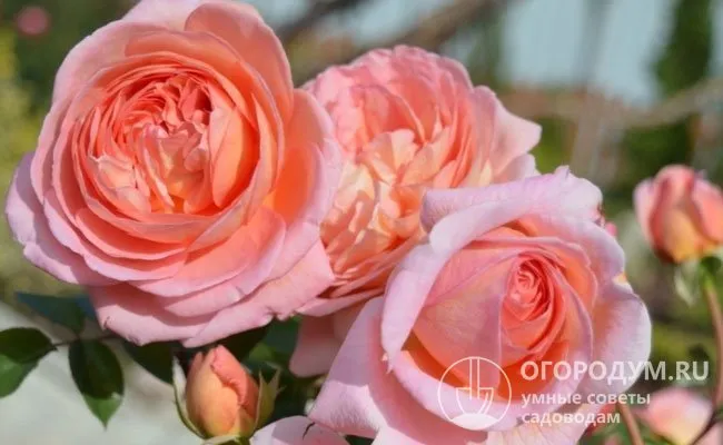 Цветок повторяет классическую форму старинной розы, но отличается более крупными размерами и насыщенным ароматом