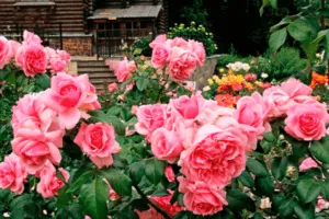 Отличия и сходства чайно-гибридных сортов роз и флорибунды, лучшие представители культур