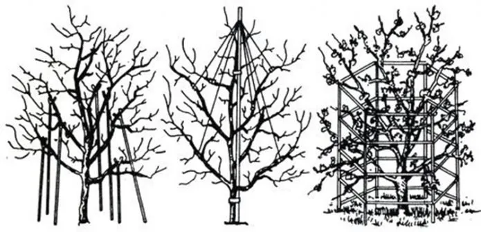Схемы подпорок плодового дерева