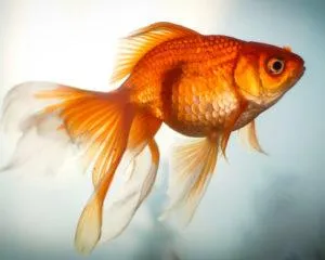 Вуалехвостая золотая рыбка
