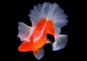 Тосакин - золотая рыбка