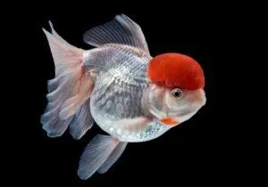 Оранда - золотая рыбка красная шапочка