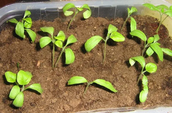 Выращивание баклажанов из семян