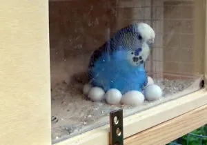 Самка попугая высиживает яйца