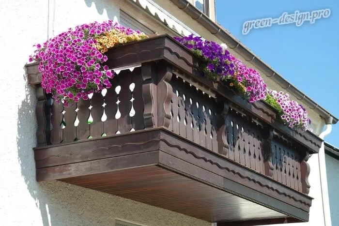 Ампельные цветы на балконе