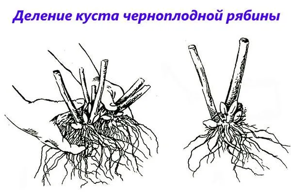 Черноплодная рябина: размножение, посадка, выращивание и уход