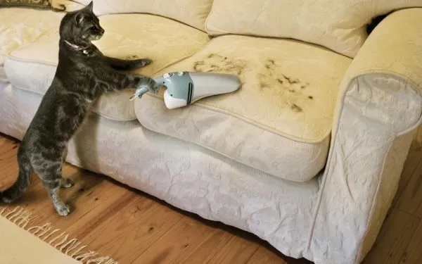 Кошка с пылесосом и шерсть на диване
