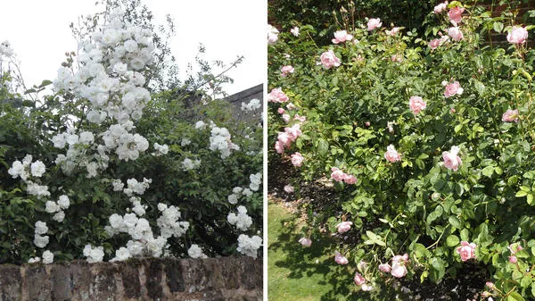 Белые плетистые и нежные ностальгические розы пастельных оттенков как как нельзя лучше подходят для романтического сада. Фото автора