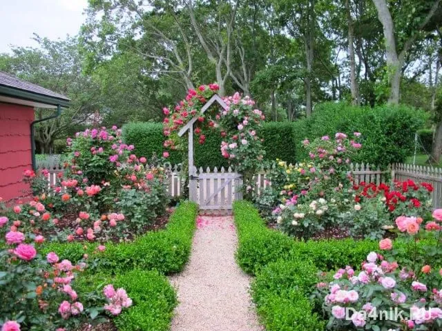 Розы в ландшафтном дизайне дачного участка и загородного дома