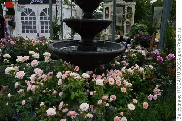Розы в викторианском саду. Фото автора