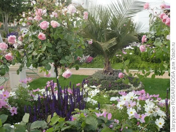 Типичные элементы викторианского стиля, классика жанра: штамбовая роза, пальма на клумбе в окружении гераней, шалфеев и космеи, всё на фоне газона. Фото автора
