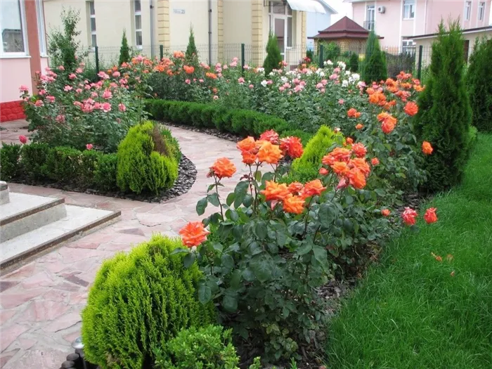 Розы в саду: ландшафтный дизайн почвопокровных, парковых роз. Розы в саду.