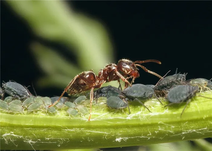Избавиться от муравьев
