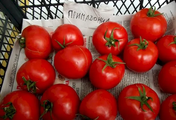Советы по выращиванию сорта томатов Примадонна