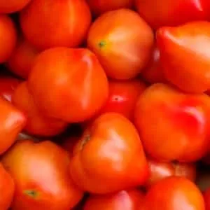 Раннеспелый и неприхотливый сорт, дающий обильный урожай: томат 