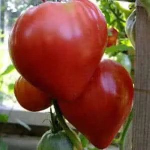 Как вырастить на даче томат 