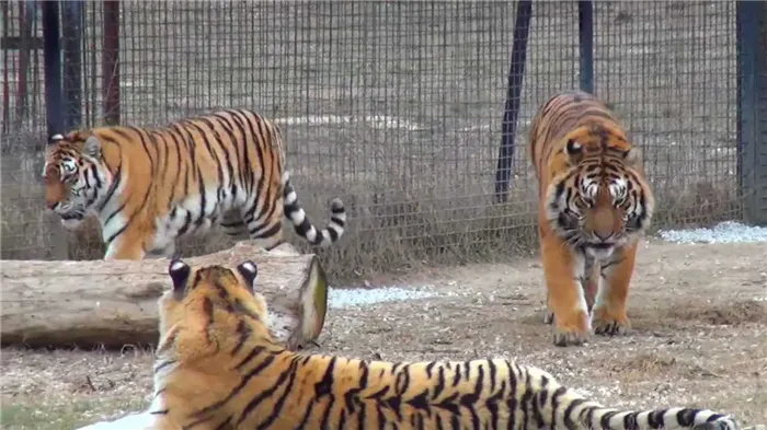 фото тигры в Симферопольском зоопарке