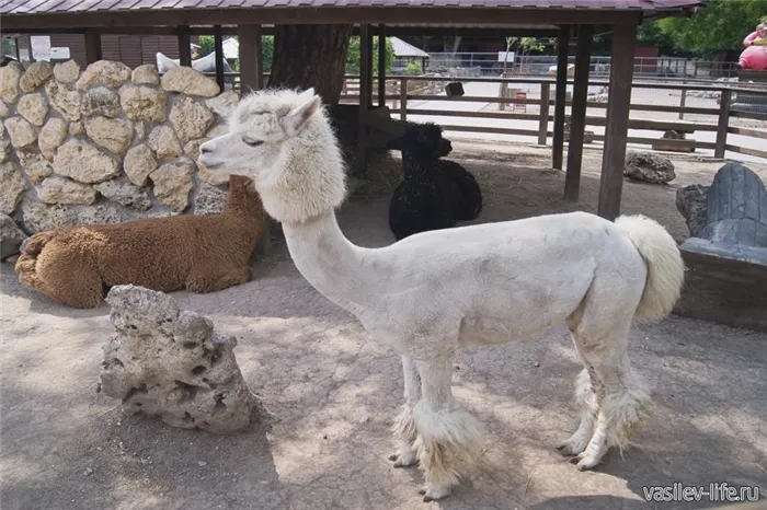 Зоопарк в Бахчисарае