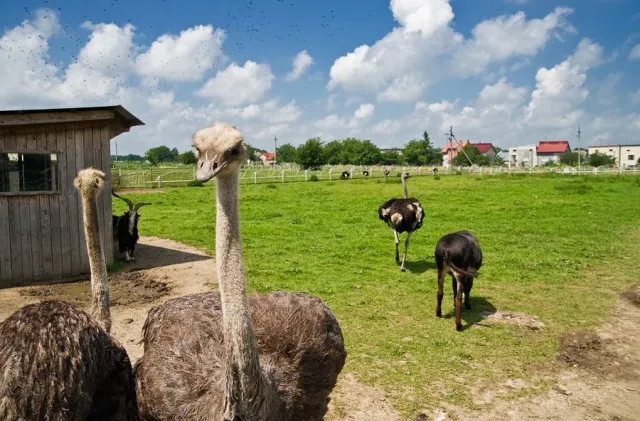 Топ 10 лучших зоопарков в Крыму
