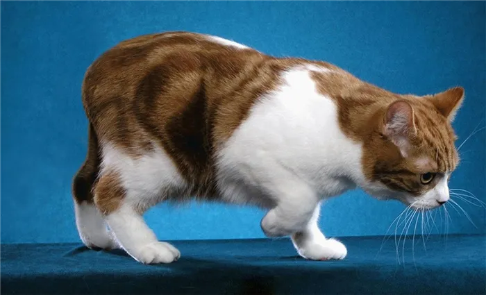 Мэнский кот.jpg