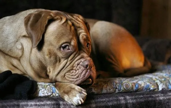 Бордосский-дог-собака-Описание-особенности-характер-уход-и-цена-породы-12