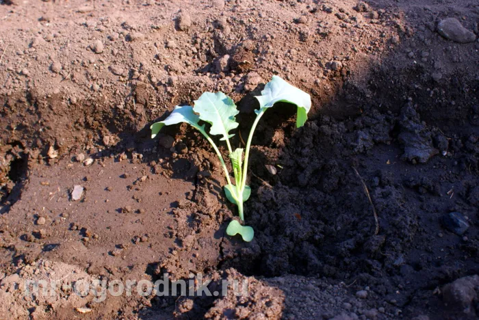 Как высаживать капусту в открытый грунт