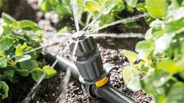 Как поливать тыкву в открытом грунте: пошаговая инструкция для начинающих огородников