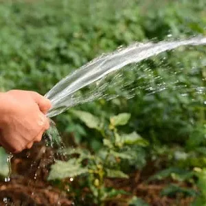 Как поливать тыкву в открытом грунте: пошаговая инструкция для начинающих огородников