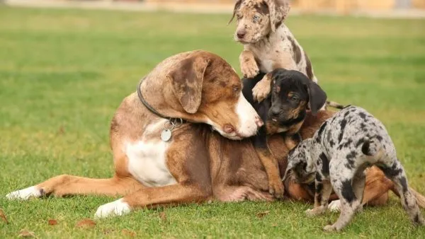 Собака Катахулы и её щенки