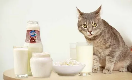 Требуются ли молочные продукты кошкам