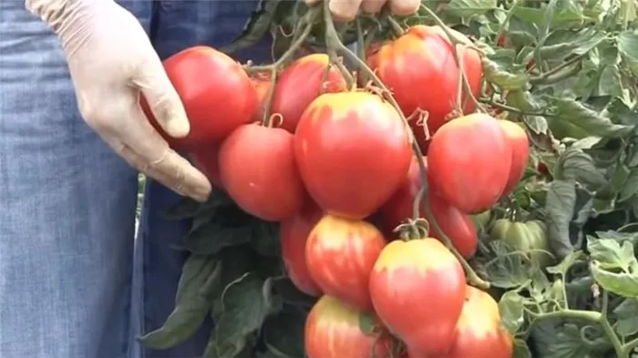 Новый, но уже успевший полюбиться фермерам сорт - томат 