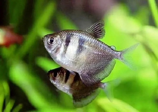 Тернеция-карамелька-рыбка-Описание-особенности-виды-и-уход-за-тернецией-9