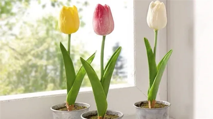 Как правильно выращивать тюльпаны в горшке в домашних условиях
