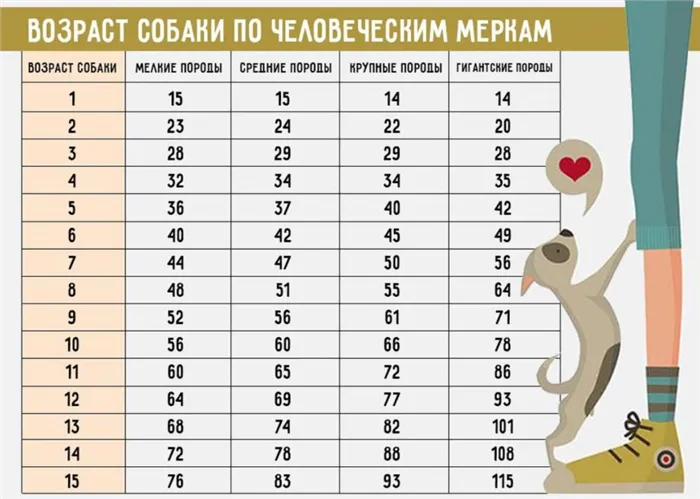 таблица соотношения возраста собаки и человека