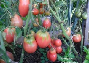 Характеристика и описание сорта томата Петруша огородник, его урожайность