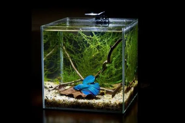 дизайн аквариума на 10 литров