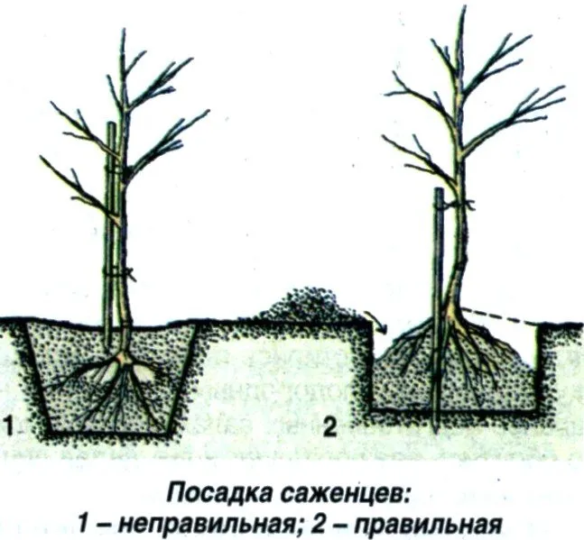 Схема посадки плодового дерева
